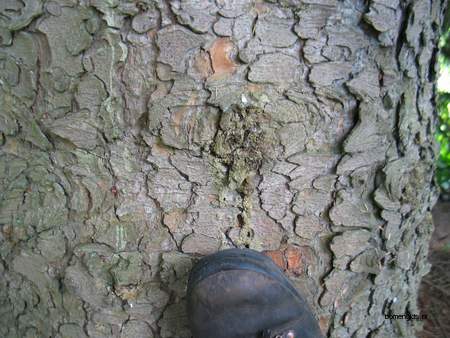  picture  Kaukasische_spar |Picae_orientalis