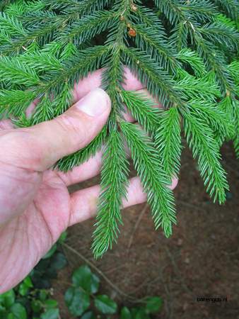  picture  Kaukasische_spar |Picae_orientalis