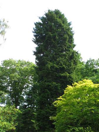  picture  Kaukasische_spar |Picae_orientalis