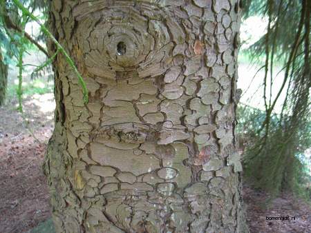  picture  Kaukasische_spar |Picae_orientalis