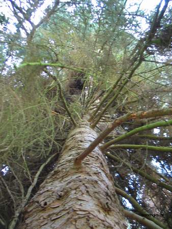  picture  Kaukasische_spar |Picae_orientalis