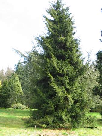  picture  Kaukasische_spar |Picae_orientalis