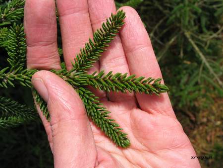  picture  Kaukasische_spar |Picae_orientalis