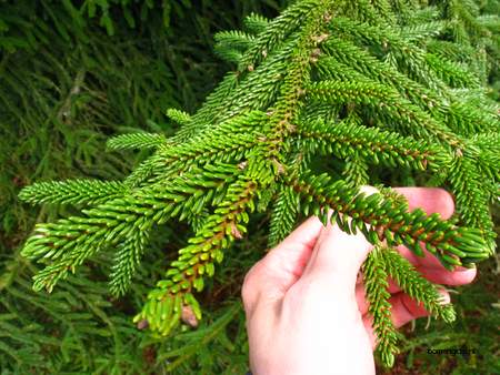  picture  Kaukasische_spar |Picae_orientalis