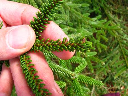  picture  Kaukasische_spar |Picae_orientalis