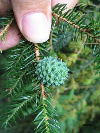  picture  Kaukasische_spar |Picae_orientalis