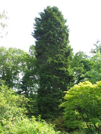  picture  Kaukasische_spar |Picae_orientalis