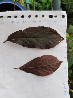 Leaf picture  Kerspruim ( Prunus cerasifera)