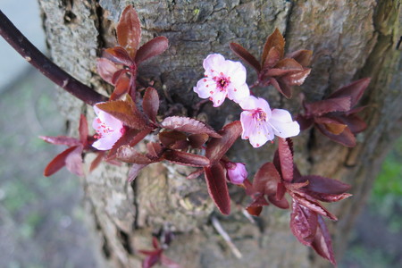  picture  Kerspruim |Prunus_cerasifera