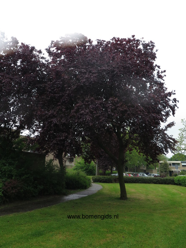 Herken De Boomsoort Nl Afstreepmethode Of Zomer Checklist Check 3 Rood Blad Uk Red Leaves Het leuke van deze boom is dat het dode blad in de winter blijft hangen tot er nieuwe. rood blad
