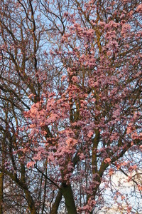  picture  Kerspruim |Prunus_cerasifera