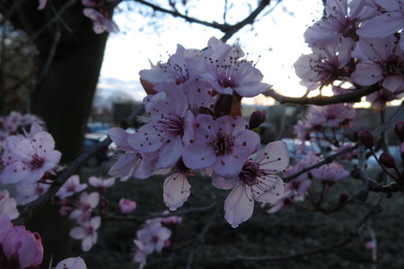  picture  Kerspruim |Prunus_cerasifera