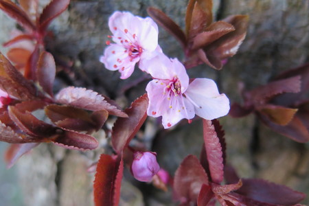  picture  Kerspruim |Prunus_cerasifera