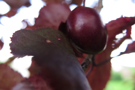  picture  Kerspruim |Prunus_cerasifera