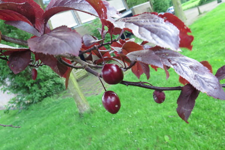 Leaf picture  Kerspruim ( Prunus cerasifera)