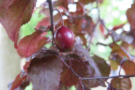  picture  Kerspruim |Prunus_cerasifera