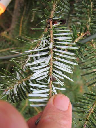 picture  Koreaanse_spar |Abies_koreana