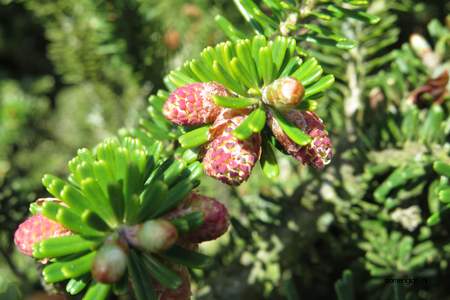  picture  Koreaanse_spar |Abies_koreana