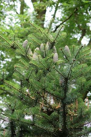 picture  Koreaanse_spar |Abies_koreana