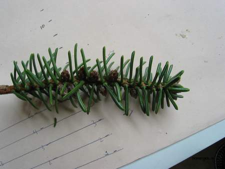  picture  Koreaanse_spar |Abies_koreana