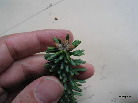 picture  Koreaanse_spar |Abies_koreana