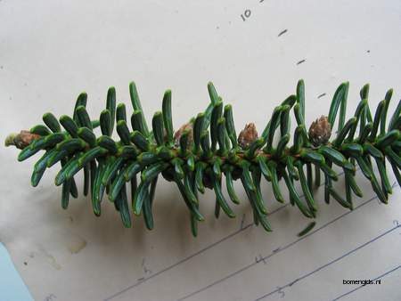  picture  Koreaanse_spar |Abies_koreana
