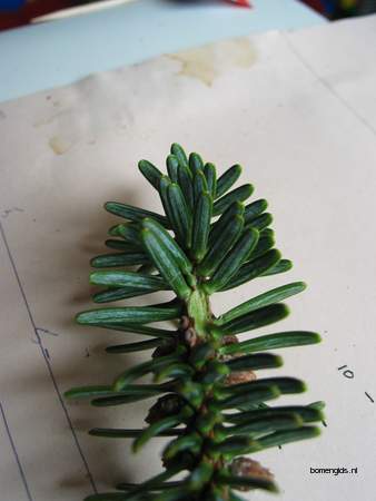  picture  Koreaanse_spar |Abies_koreana