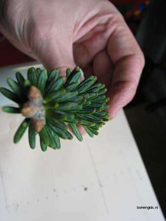  picture  Koreaanse_spar |Abies_koreana