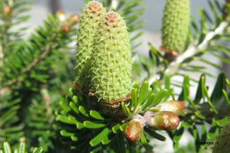  picture  Koreaanse_spar |Abies_koreana