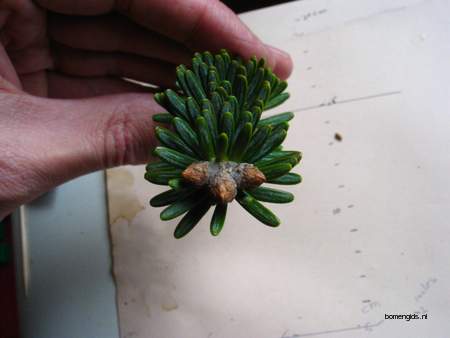  picture  Koreaanse_spar |Abies_koreana