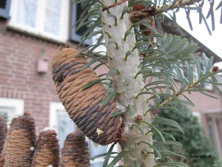  picture  Koreaanse_spar |Abies_koreana