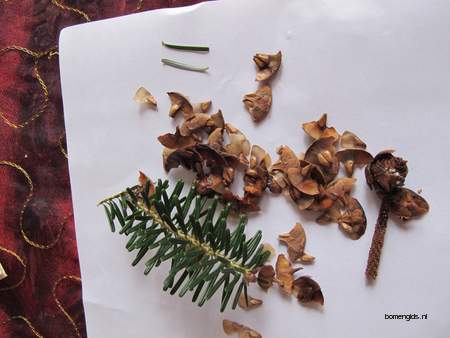  picture  Koreaanse_spar |Abies_koreana