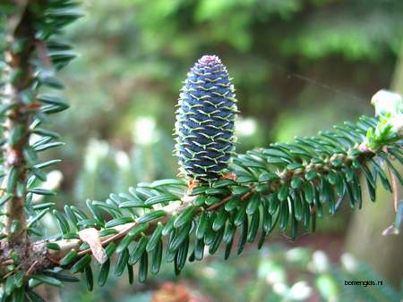  picture  Koreaanse_spar |Abies_koreana