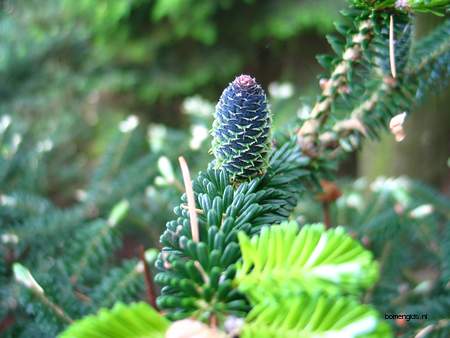  picture  Koreaanse_spar |Abies_koreana