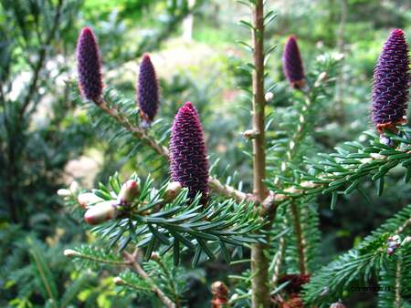  picture  Koreaanse_spar |Abies_koreana