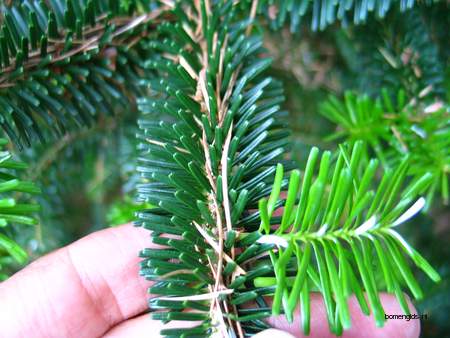  picture  Koreaanse_spar |Abies_koreana