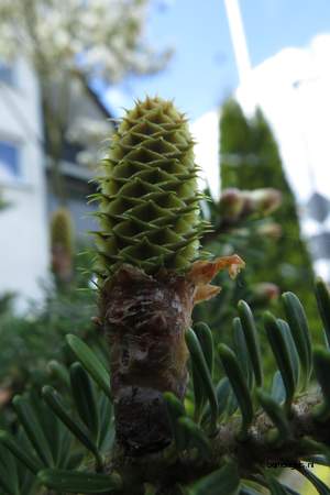  picture  Koreaanse_spar |Abies_koreana