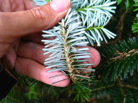  picture  Koreaanse_spar |Abies_koreana