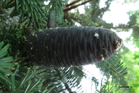  picture  Koreaanse_spar |Abies_koreana