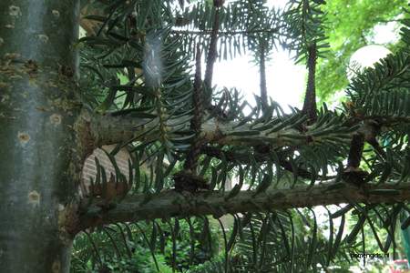  picture  Koreaanse_spar |Abies_koreana