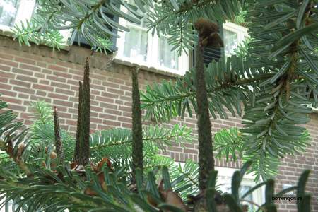  picture  Koreaanse_spar |Abies_koreana