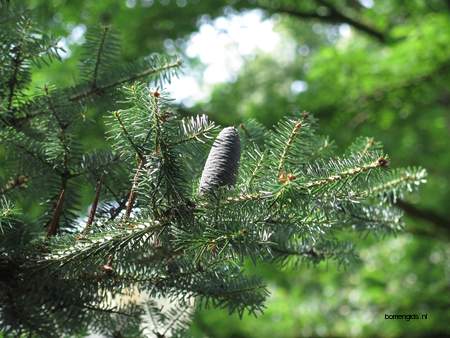  picture  Koreaanse_spar |Abies_koreana