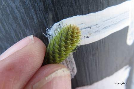  picture  Koreaanse_spar |Abies_koreana