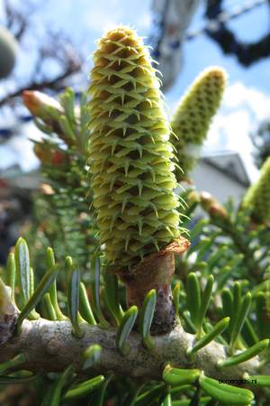  picture  Koreaanse_spar |Abies_koreana
