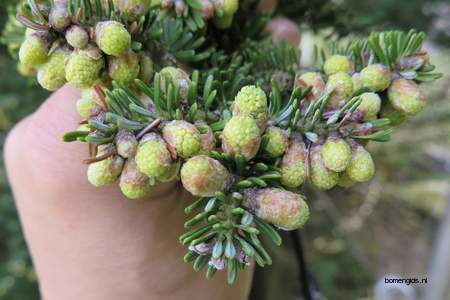  picture  Koreaanse_spar |Abies_koreana