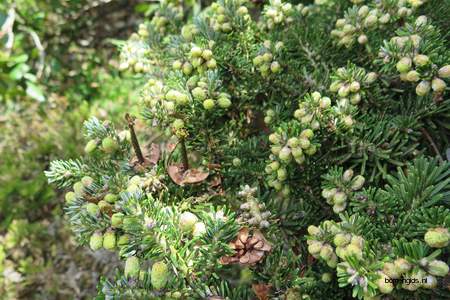 picture  Koreaanse_spar |Abies_koreana