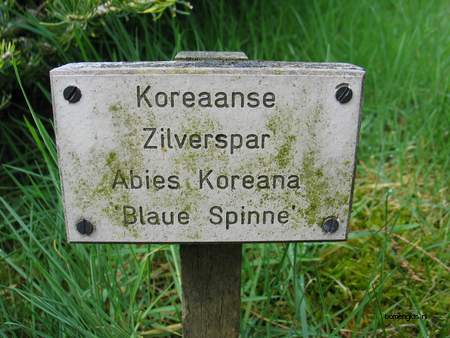  picture  Koreaanse_spar |Abies_koreana