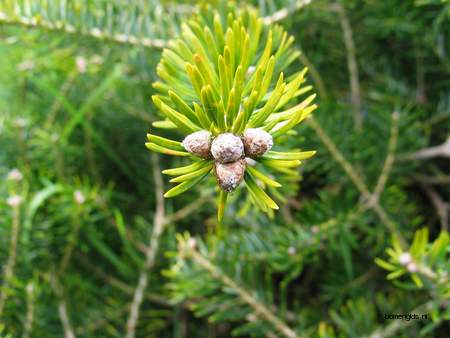  picture  Koreaanse_spar |Abies_koreana