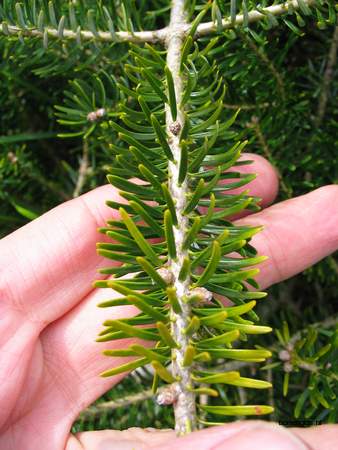  picture  Koreaanse_spar |Abies_koreana