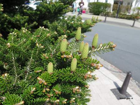  picture  Koreaanse_spar |Abies_koreana